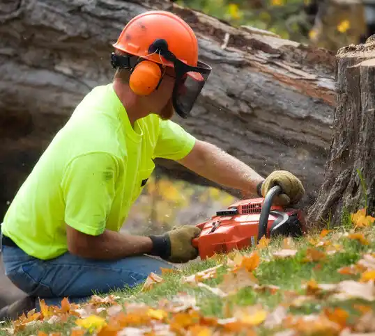 tree services Mechanicville